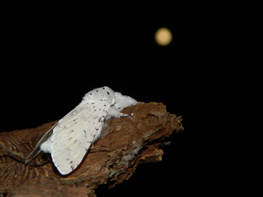 Dall''uovo all''adulto: Cerura (Apocerura) erminea  - Notodontidae